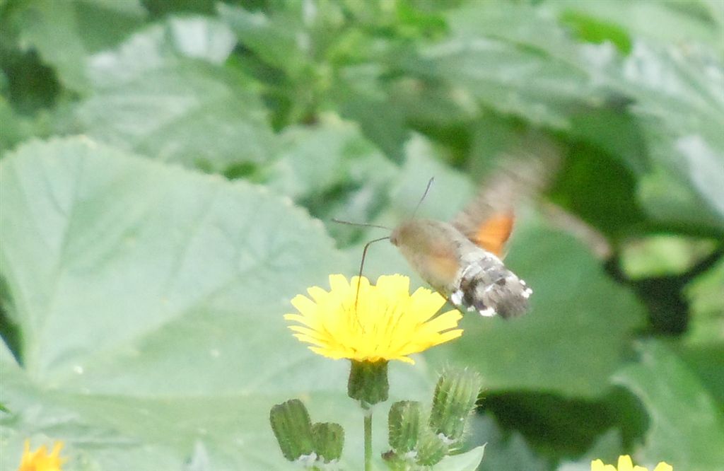 Macroglossum stellatarum